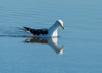 Sea gull looking for shells