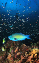 Naklejka na ściany i meble Parrotfish on coral reef. Fish and scuba divers