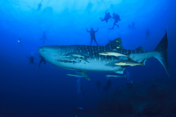Obraz premium Whale Shark and scuba divers