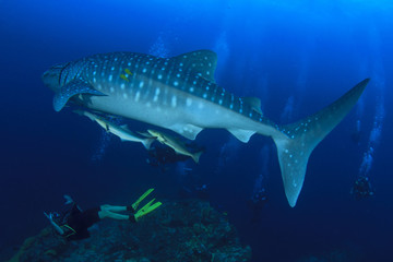 Naklejka premium Whale Shark and scuba divers