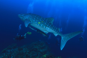 Whale Shark and scuba divers