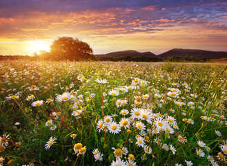 Spring daisy flowers  in meadow.