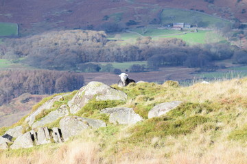 Herdwick Sheep
