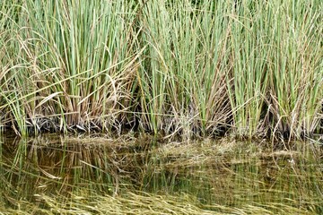Florida Everglades Holiday Park