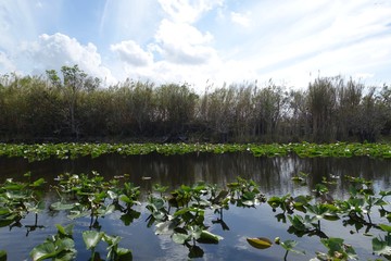 Fototapeta na wymiar Florida Everglades Holiday Park