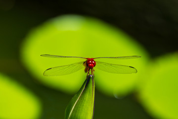 Fototapeta na wymiar Thai red dragonfly