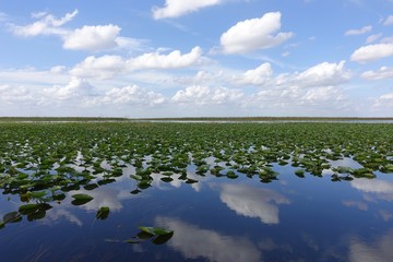Naklejka premium Florida Everglades Holiday Park