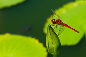 Thai red dragonfly