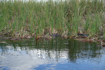 Florida Everglades Holiday Park