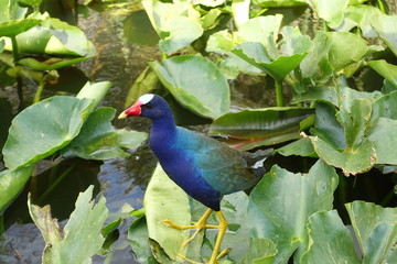 Florida Everglades Holiday Park