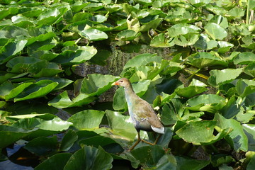 Florida Everglades Holiday Park