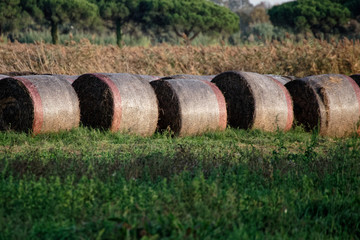 Obraz premium Hay bales in a field