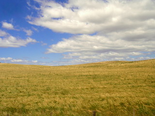 オーストラリアの草原