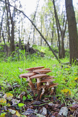 Galerina mushrooms side view