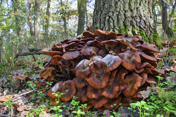 Brown galerina mushroom group at tree trunk