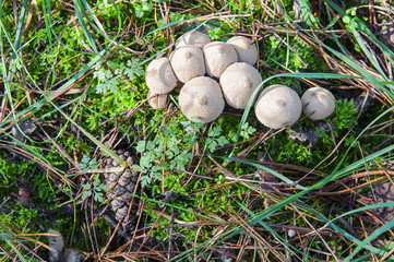 Small puffball mushrooms from top