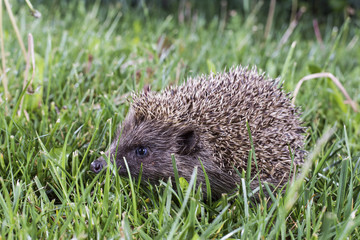 Hedgehog in grass