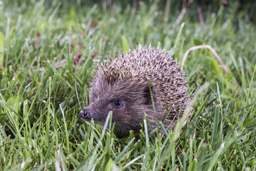 Hedgehog in grass