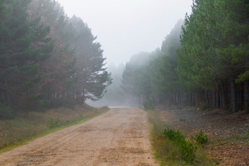  Camino de tierra entre Pinos con Niebla