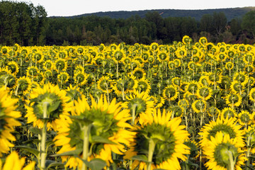 Cultivo de Girasoles de espaldas al sol al Atardecer