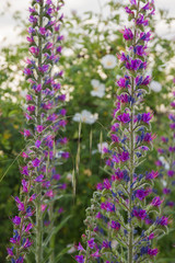 Planta de Echium Vulgare con Flores