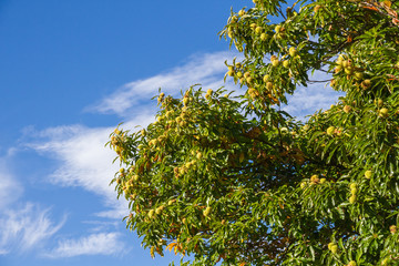  Detalle de Castaño en Otoño con fondo de cielo azul