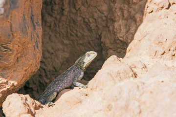 Lizard in desert