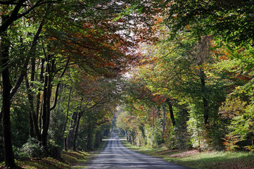 route départementale en automne dans la forêt de Fontainebleau
