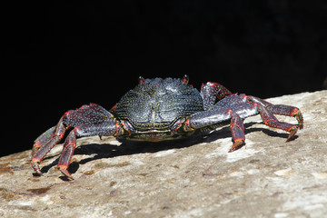 TIERE_3553_rote_Klippenkrabbe