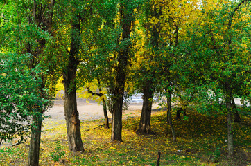 nature in autumn. the trees stand in a row , the prospect in the frame. alley in the Park . Misty morning.