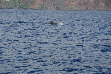 Fototapeta premium Der grosse Fisch