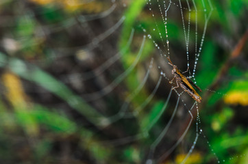 morning fog, autumn. field dry vegetation covered in cobwebs .