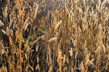 misty morning in autumn in the field. withered grass . kind of loneliness