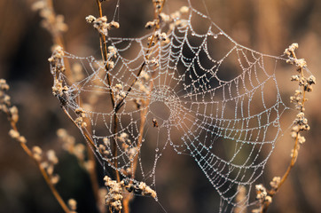 morning fog, autumn. field dry vegetation covered in cobwebs .
