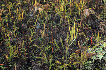 morning fog, autumn. field dry vegetation covered in cobwebs .
