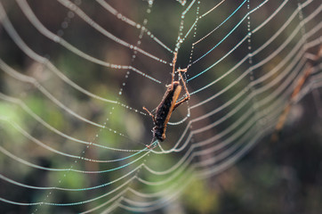morning fog, autumn. field dry vegetation covered in cobwebs . the web hit the grasshopper.