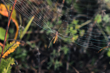 morning fog, autumn. field dry vegetation covered in cobwebs . the web hit the grasshopper.