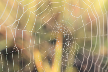 morning fog, autumn. field dry vegetation covered in cobwebs .