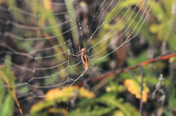 morning fog, autumn. field dry vegetation covered in cobwebs . the web hit the grasshopper.