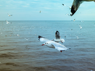 Fototapeta na wymiar Seagull, Herd of Seagulls are flying over a Sea Beach with Colorful Sky on background.