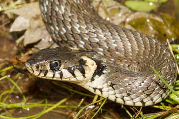 Ringelnatter am Wasser