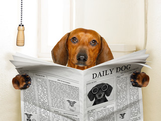 dog sitting on toilet