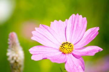 Fototapeta premium ピンクのコスモス