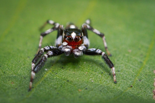 Image of Jumping spiders(Plexippus paykulli.,male) on green leaves. Insect. Animal