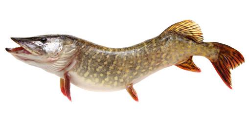  Pike isolated on white