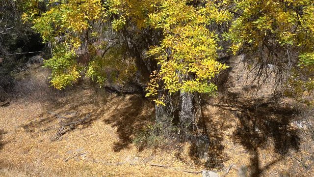 Fall color in PCT Trail, Warner Springs, California, United States