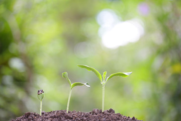 Tree planting 