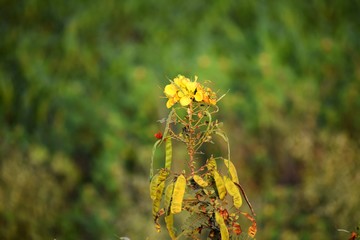 Wild Yellow Flowers