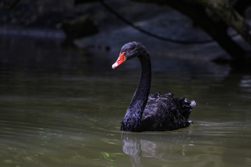 Afbeelding van een zwarte zwaan op het water. Dieren in het wild.