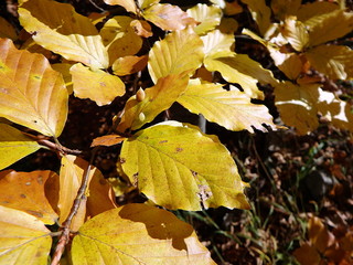 Colored beech leaf, (Fagus sylvatica), Autumn-colors,